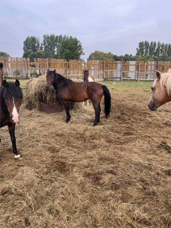 Quarter Horse Mare