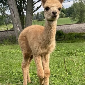 Roy - Huacaya Cria Male Alpacas