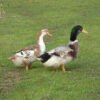 Silver Appleyard Ducks