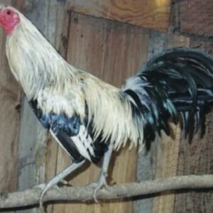 Silver Duckwing Jungle Fowl Standard Old English