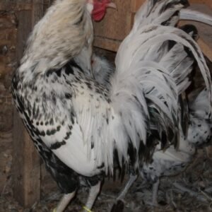 Silver Spangled Appenzeller Spitzhauben Chicken