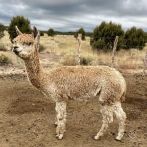 Starlite's Promise - Suri Bred Female Alpacas