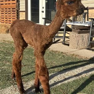 Treasure - Huacaya Cria Male Alpacas