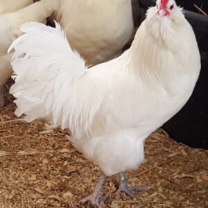 White Ameraucanas Chicken