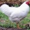 White Chantecler Chicken