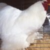 White Cochin Standard Chicken