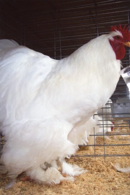 White Cochin Standard Chicken