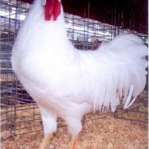 White Leghorn Chicken