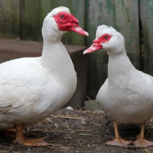 White Muscovy Ducks