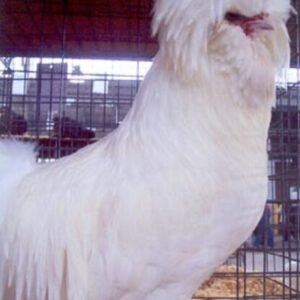 White Polish Chicken