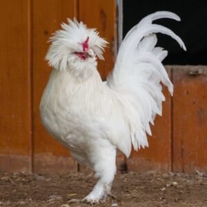 White Sultan Chicken